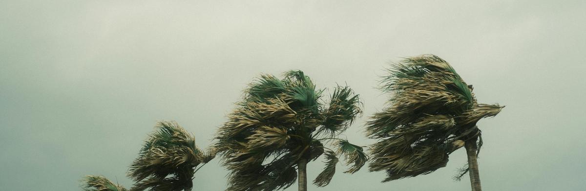Palm trees in extreme wind